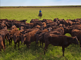 探索從牧場到餐桌的過程,體驗澳洲Kimbara Wagyu 的「純正之源」