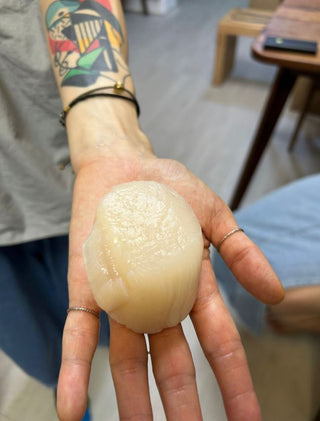 超級特大珍寶級美國Mega野捕帶子U10(1磅裝超級特大size)