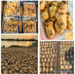 🦪正宗汕尾晨州生曬金蠔 (260G)