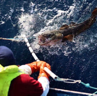 深海野生捕獲🌊🐟Glacier 51頂級原條急凍toothfish白雪魚 （原條，3-4kg原條包切2cm魚扒）