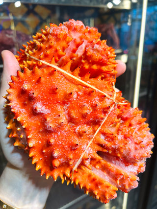 🦀速凍日本北海道花咲蟹🦀
⭐️每隻重570克+💪