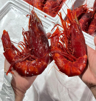 急凍西班牙紅蝦 🇪🇸❤️🦐Carabinero